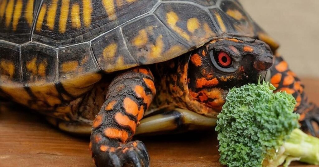 Can Turtles Eat Broccoli