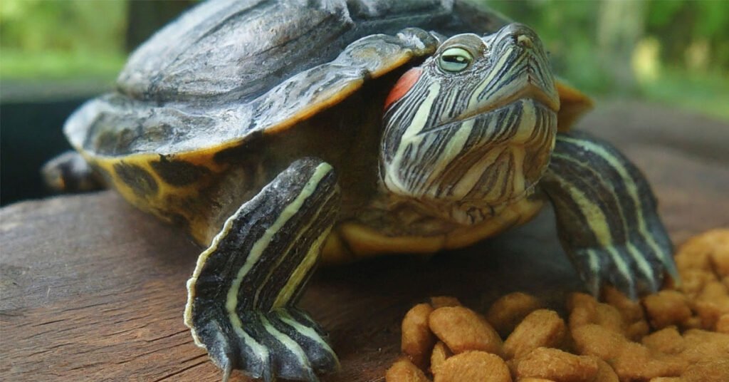 Can Turtles Eat Dog Food