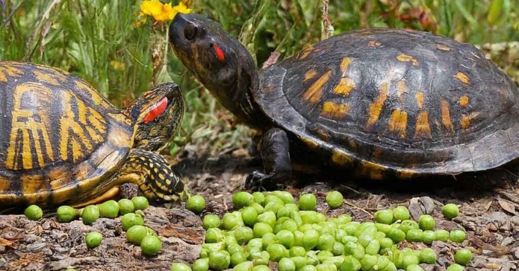 Can Turtles Eat Peas