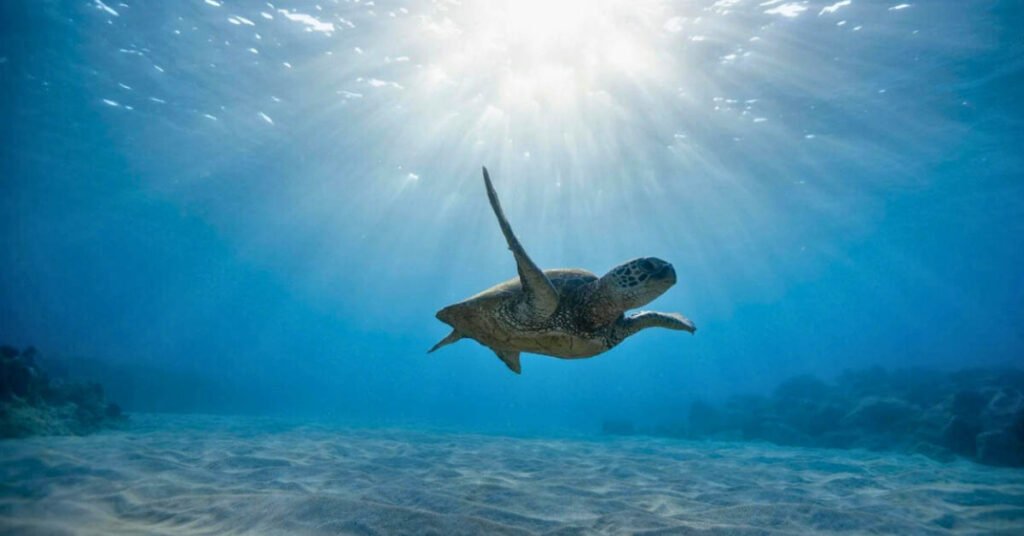 Do Sea Turtles Migrate