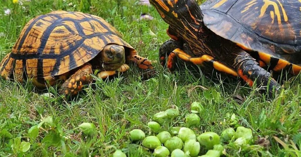 Health Benefit of Peas For Turtles