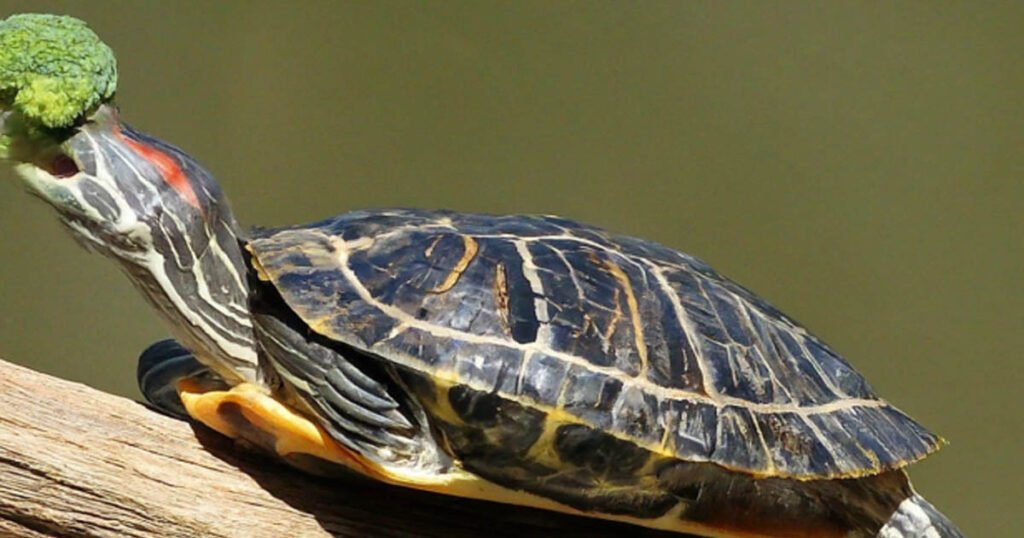 Health Benefits of Turtles Eating Broccoli