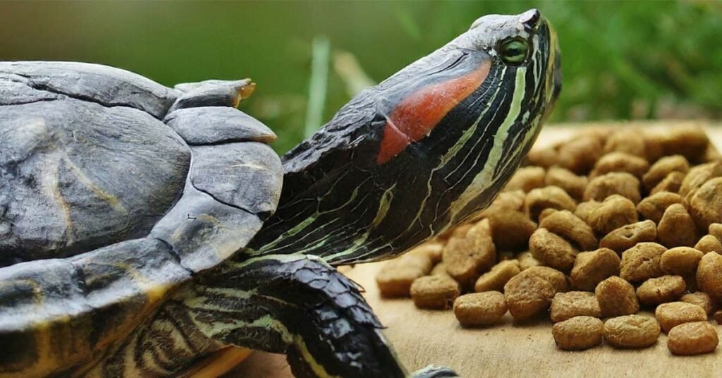 The Risks of Regularly Feeding Turtles Dog Food