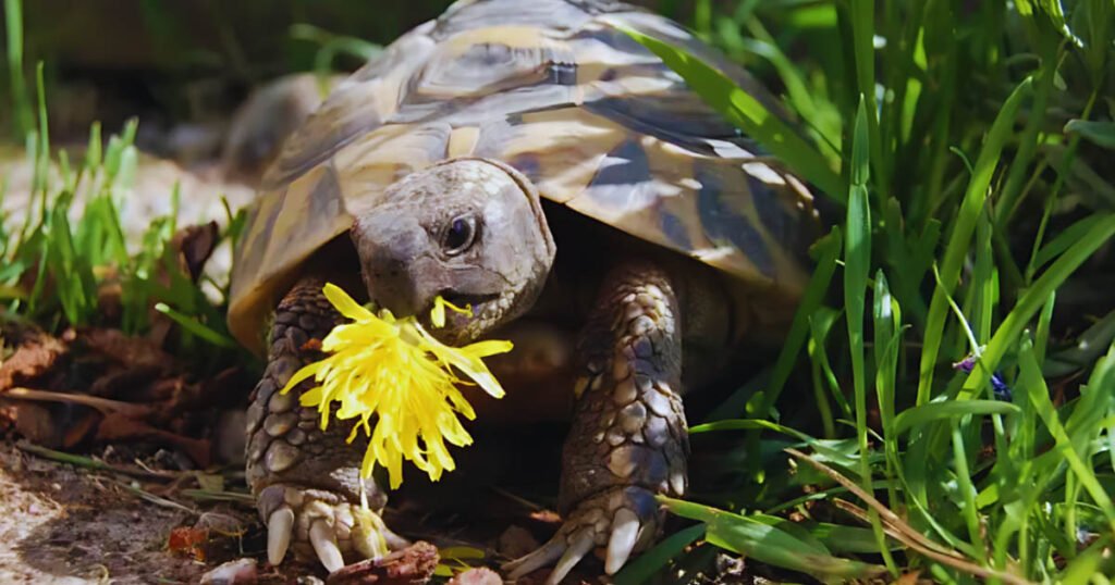 How Much Dandelions Should Turtles Eat