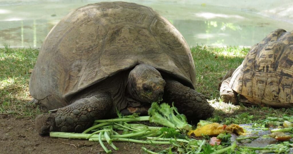 Can Turtles Eat Spinach