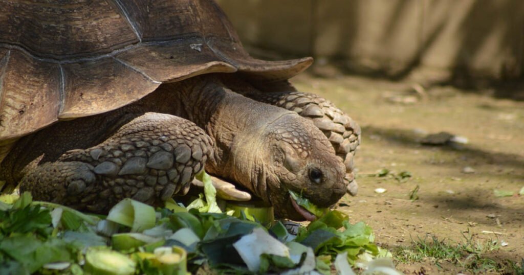 Prepare Spinach for a Turtle