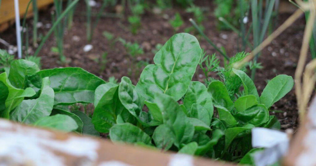 Spinach Benefits for Turtles