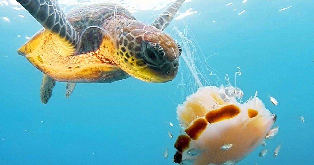 Do Jellyfish Make Turtles High