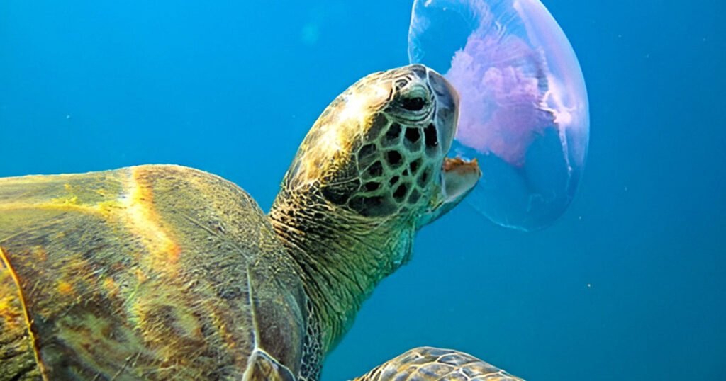 Do Turtles Eat Jellyfish