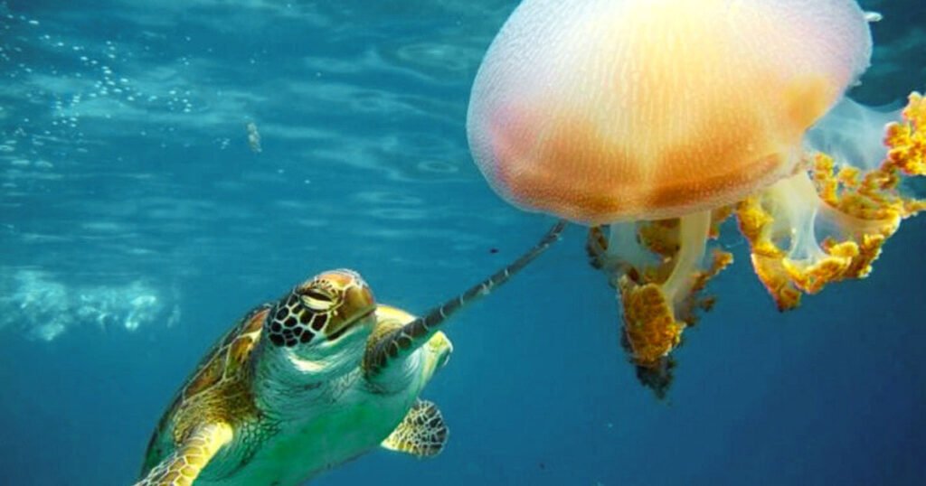 How Do Sea Turtles Eat Jellyfish to Avoid Stinging