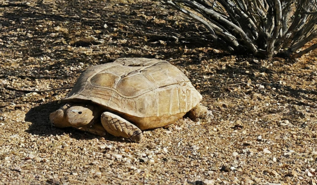 What to Do If a Turtle is Dead