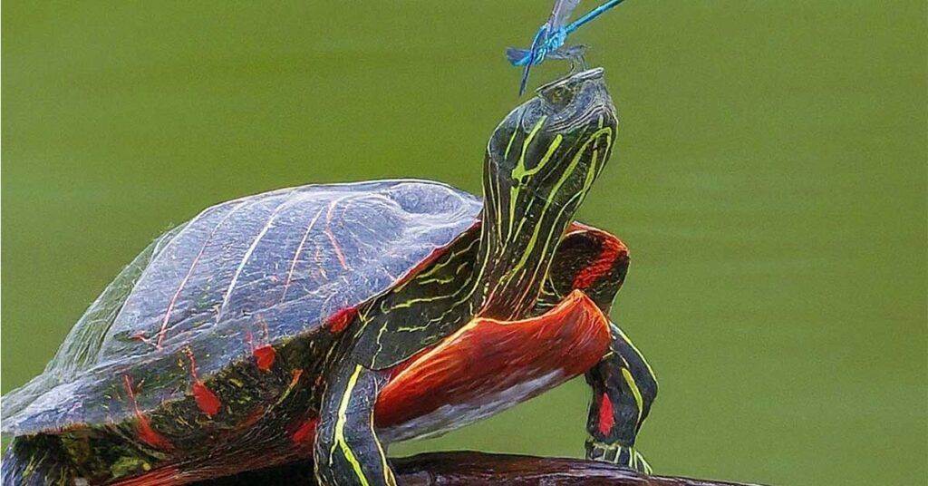 What Insects Do Turtles Eat