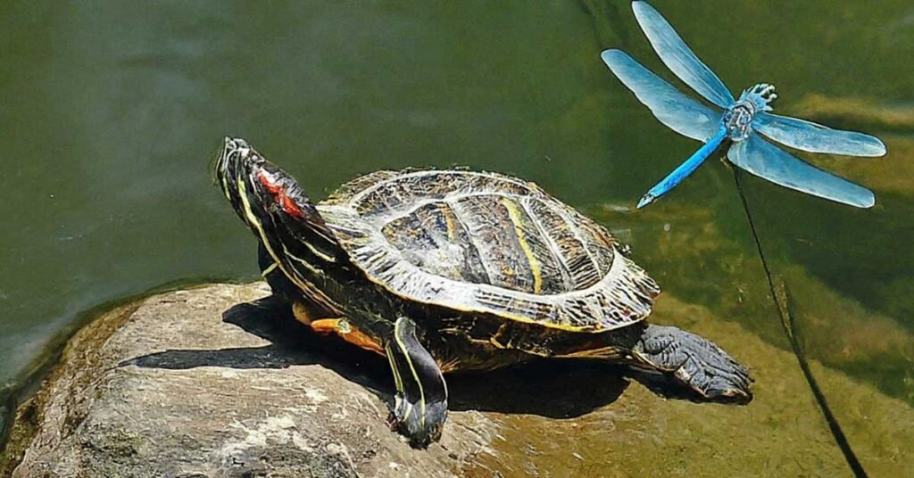 What Type of Insects To Avoid for Turtles