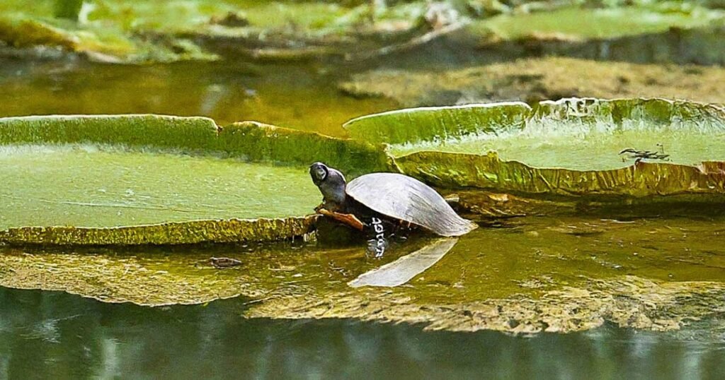 Do Turtles Eat Algae