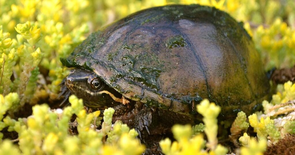 Common Musk Turtle