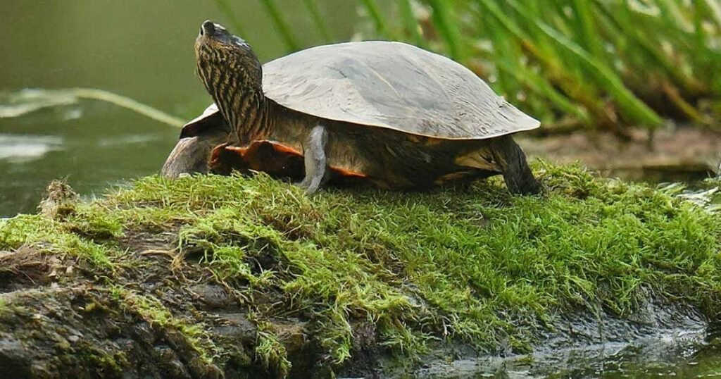 Are there any Risks from Algae for Turtles