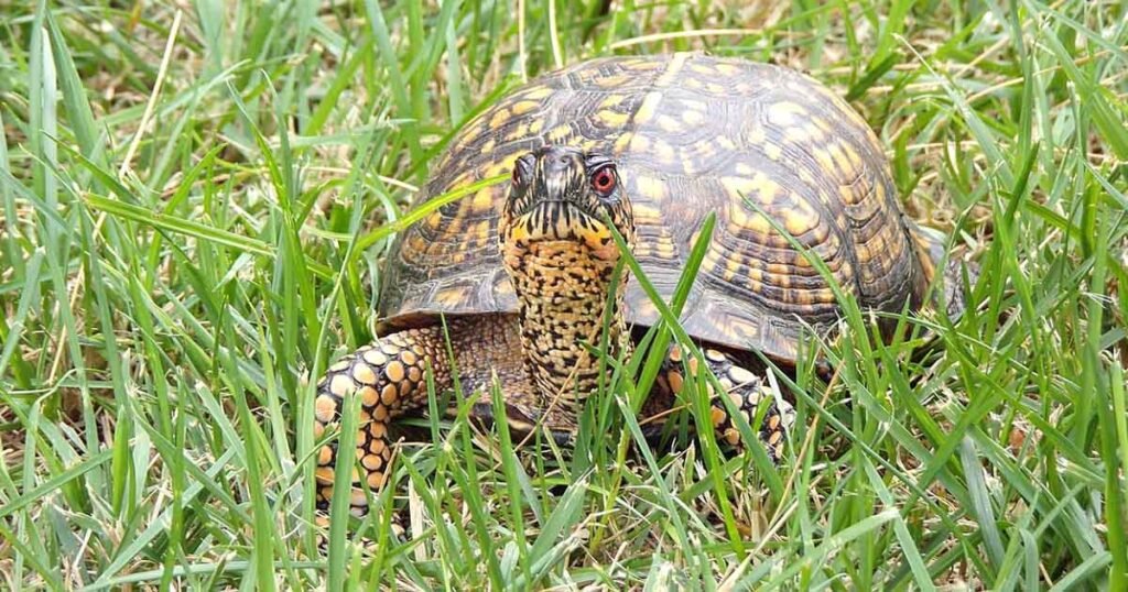 Eastern Box Turtle