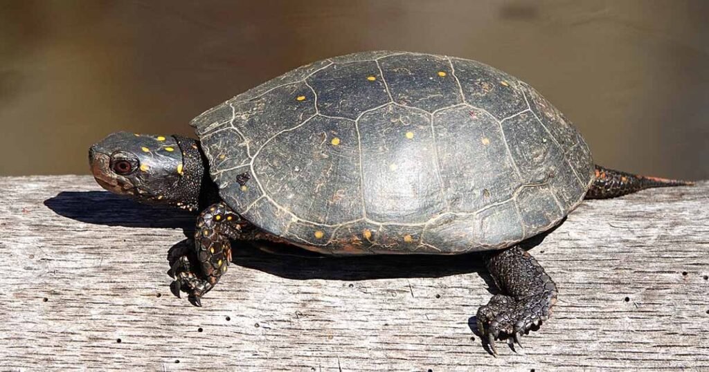 Spotted Turtle