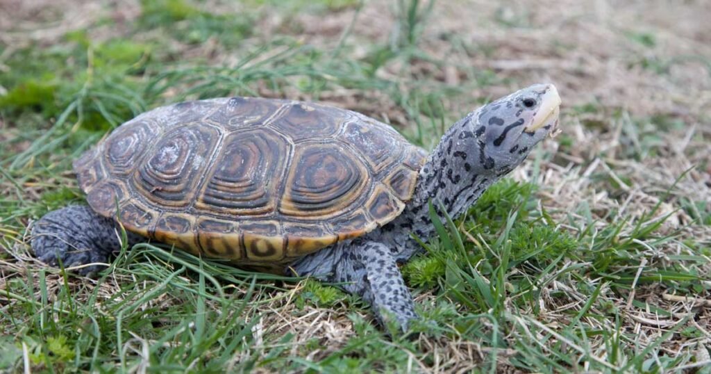 Diamondback Terrapin