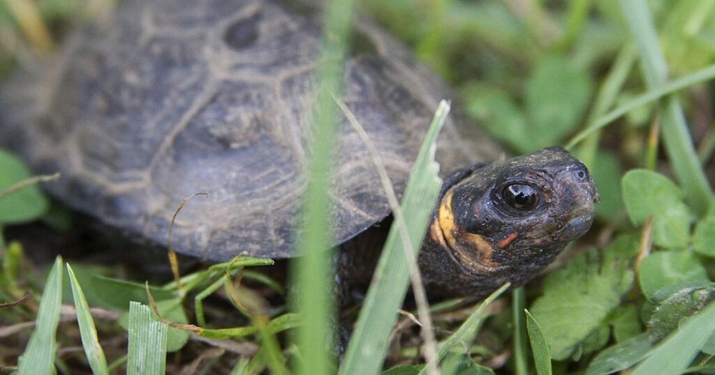 Bog Turtle