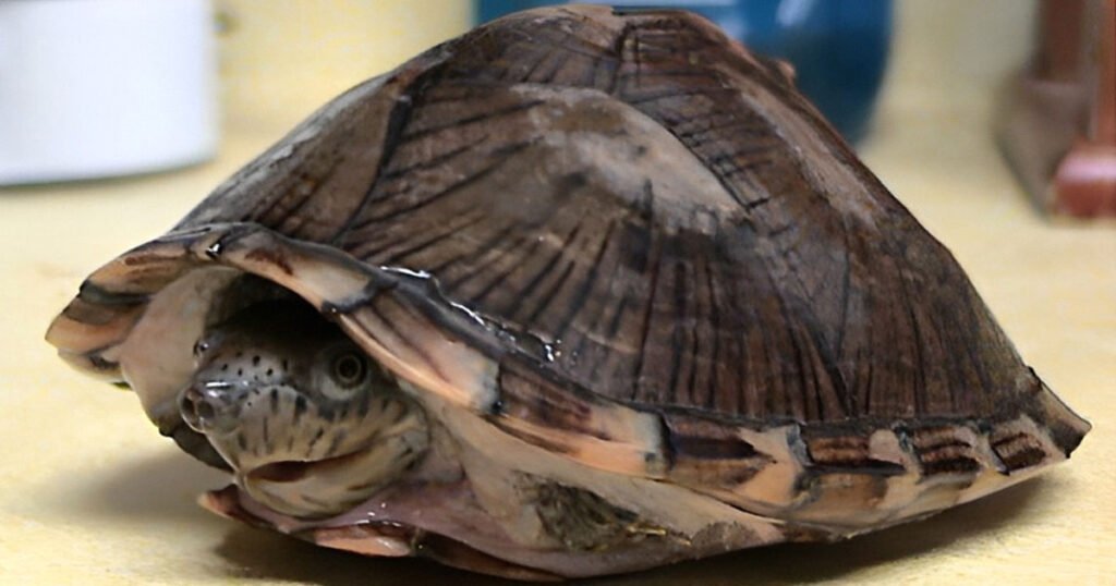 Razorback Musk Turtle