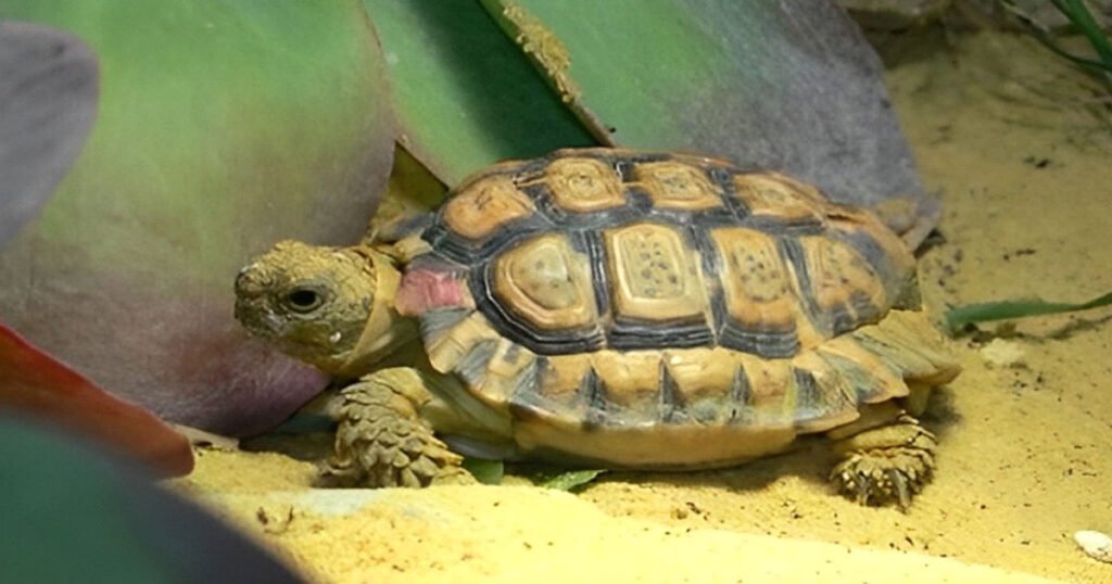 The Speckled Padloper Tortoise