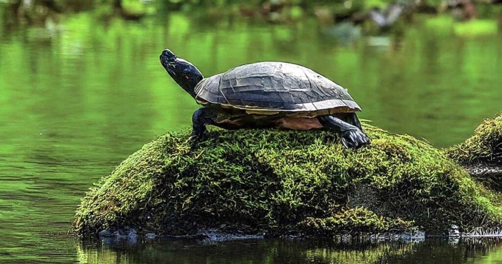 What to Feed Wild Turtles