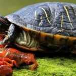 do turtles eat crayfish