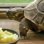 do turtles eat potatoes