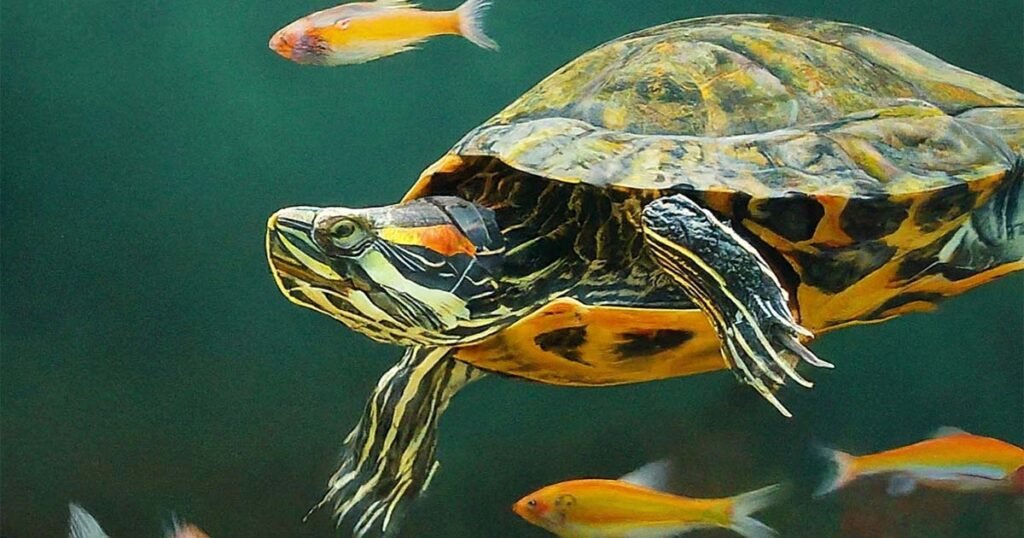 Do turtles eat minnows