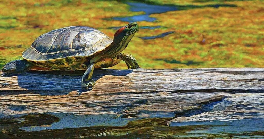 Feeding Tips for Wild Turtles