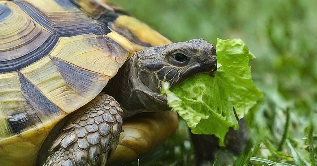 What Do Russian Turtles Eat