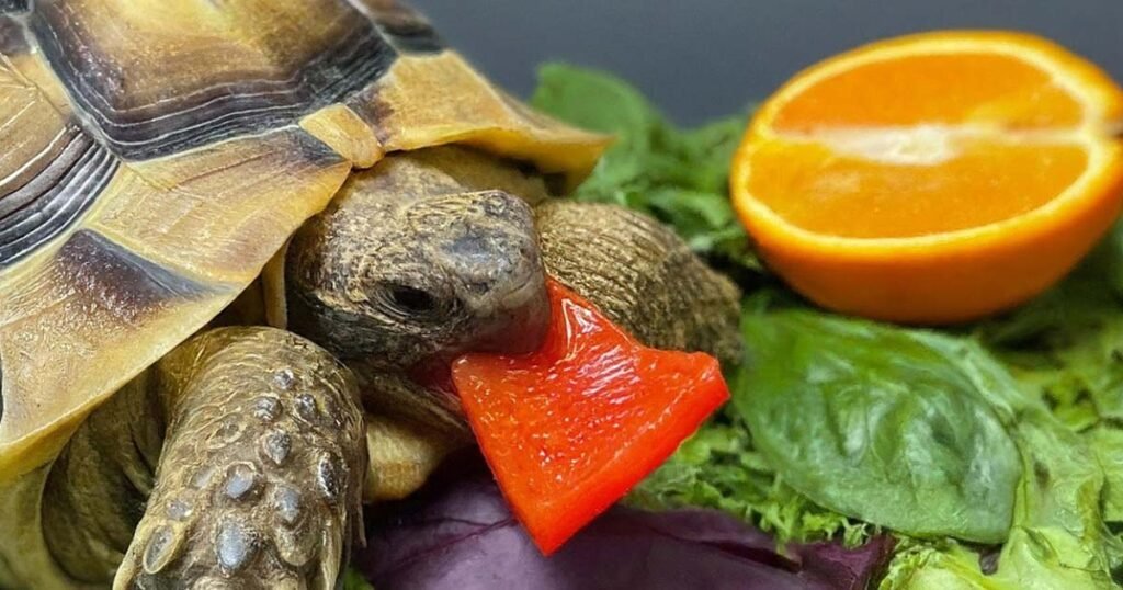 What Types of Food Russian Turtles Eat