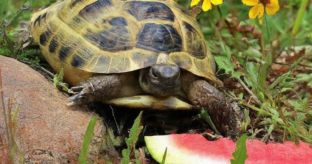 How Much Vegetables to Include in the Russian Turtle Diet