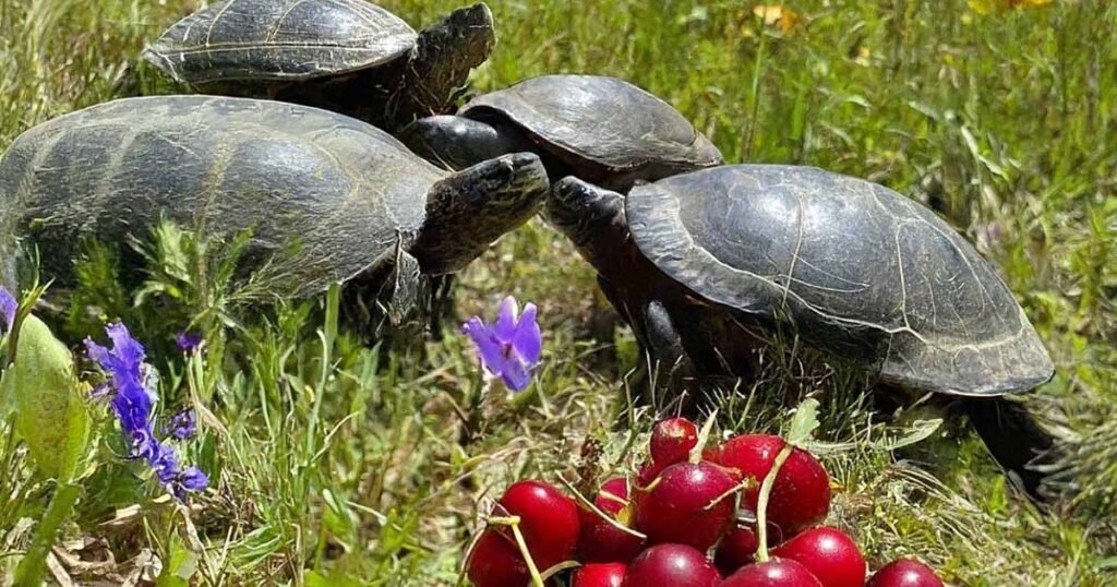 Nutritional Benefits of Cherries For Turtles Health