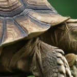 Do Turtles Have Ears