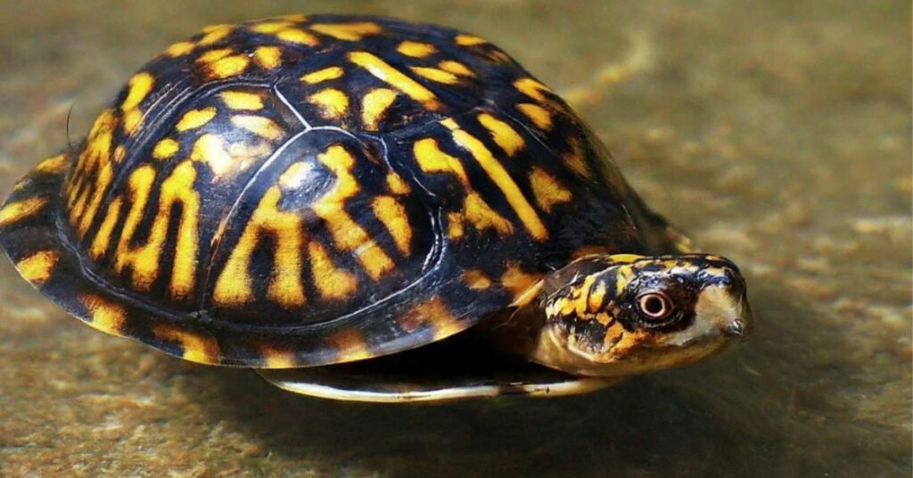 Why Box Turtles Can Not Swim Well