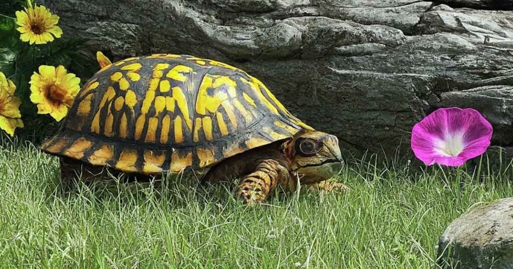 Positive Emotions Of Turtle