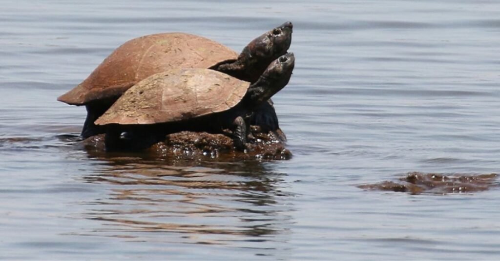 The Madagascar Big Headed Turtle Overview