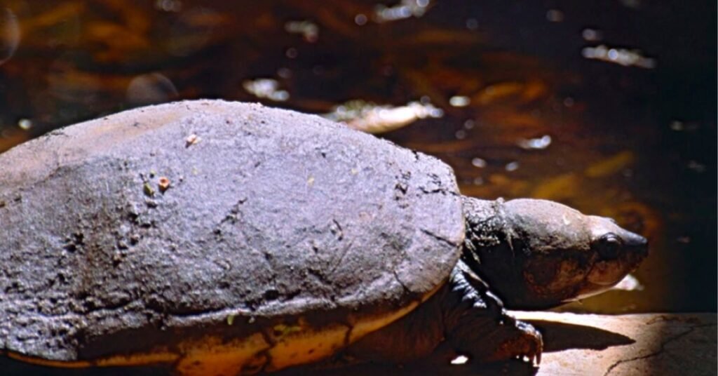 Natural Predators For Madagascar Big-Headed Turtle