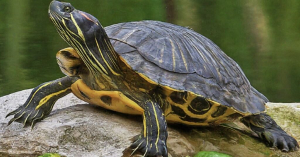 what do yellow belly turtles eat