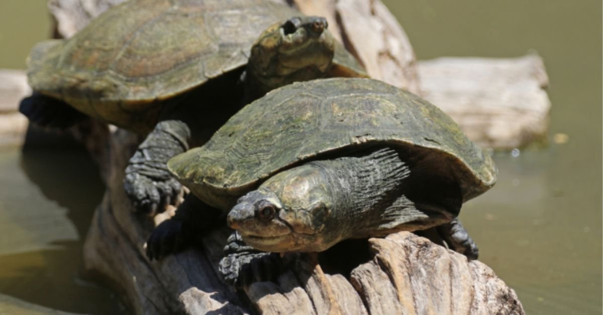 what family is madagascar big-headed turtle in