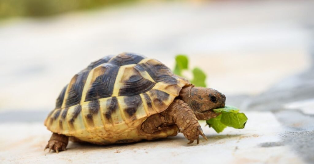 What Turtle Poop Looks Like