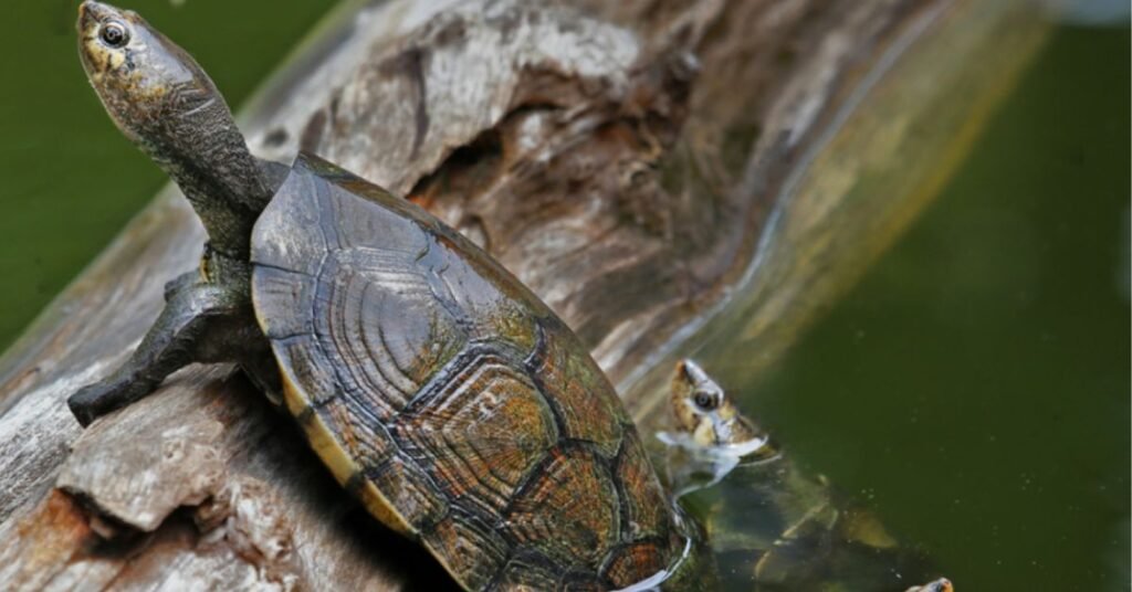 Madagascar Big-Headed Turtle Diet