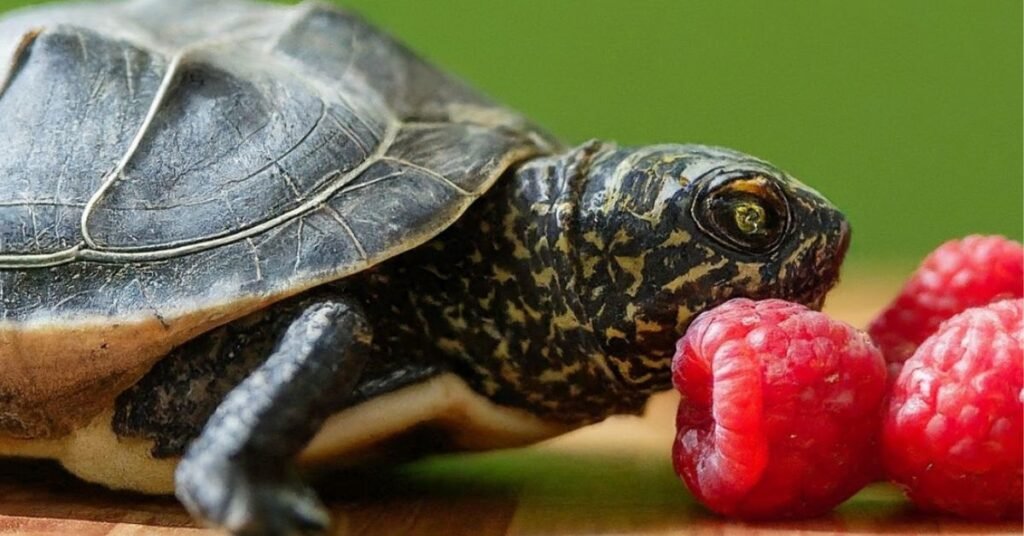 Nutritional Benefits of Raspberries for Turtles