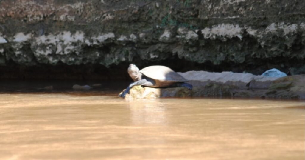 Reproductive Behavior of the Madagascar Big Headed Turtle
