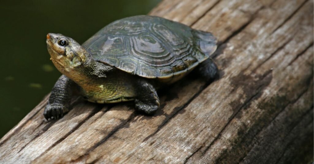 Seasonal Dietary Changes of Madagascar Big-headed Turtle