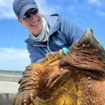 200 lb Snapping Turtle Texas