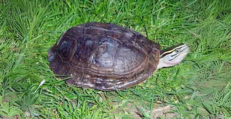 Amboina box turtle