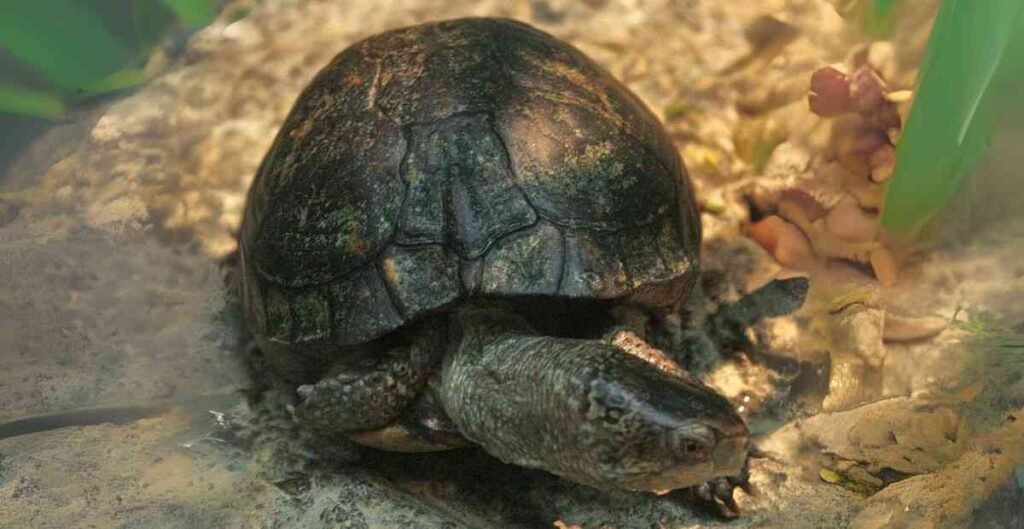 Coahuilan box turtle